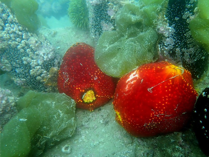 红苹果海参、海苹果、Pseudocolochirus tricolor_海苹果_海富瑜