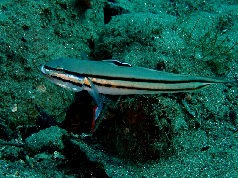 每日一海洋生物照363:《双带虾虎》_每日一照_海富瑜