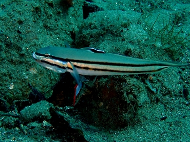 每日一海洋生物照363:《双带虾虎》_每日一照_海富瑜