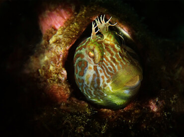 每日一海洋生物照364:《西瓜刨》_每日一照_海富瑜