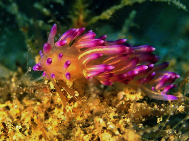 每日一海洋生物照365:《紫羽》_每日一照_海富瑜