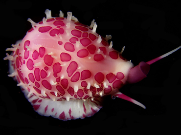 每日一海洋生物照366:《喜庆的小海兔螺》_每日一照_海富瑜