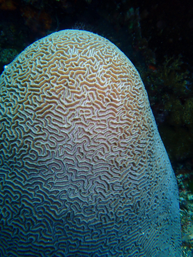 每日一海洋生物照367:《迷宫纹脑珊瑚》_每日一照_海富瑜