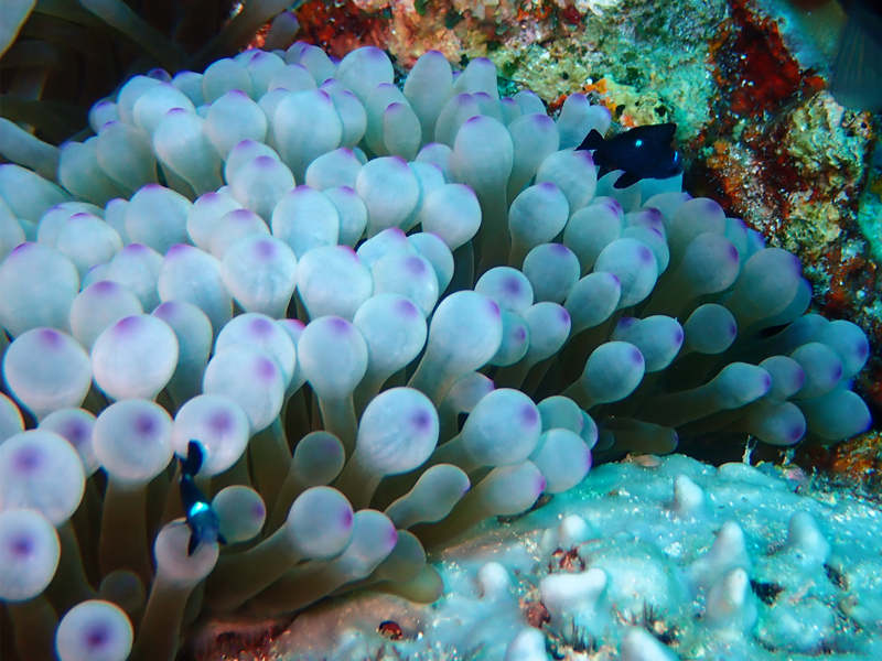 每日一海洋生物照368:《奶白奶嘴海葵》_每日一照_海富瑜