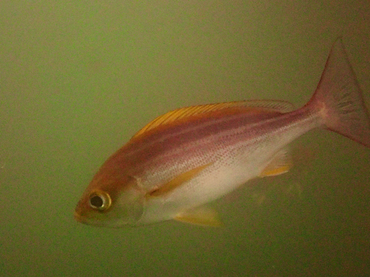 每日一海洋生物照369:《黄鸡》_每日一照_海富瑜