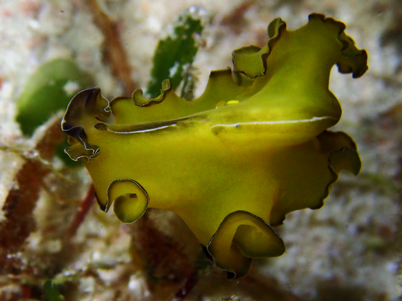 每日一海洋生物照370:《丝巾扁虫》_每日一照_海富瑜