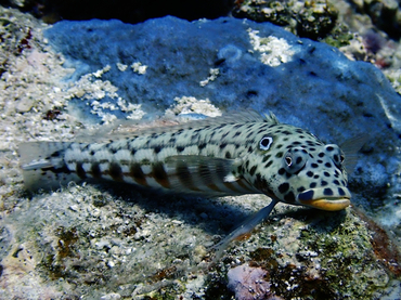 每日一海洋生物照371:《颈斑沙丑》_每日一照_海富瑜