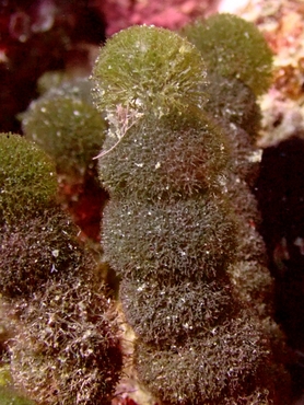 每日一海洋生物照372:《串串藻》_每日一照_海富瑜