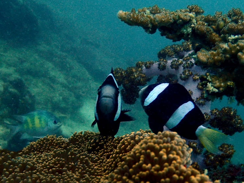 每日一海洋生物照373:《黑双带小丑》_每日一照_海富瑜