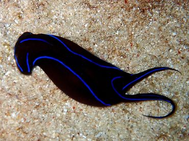 每日一海洋生物照375:《蓝燕尾》_每日一照_海富瑜