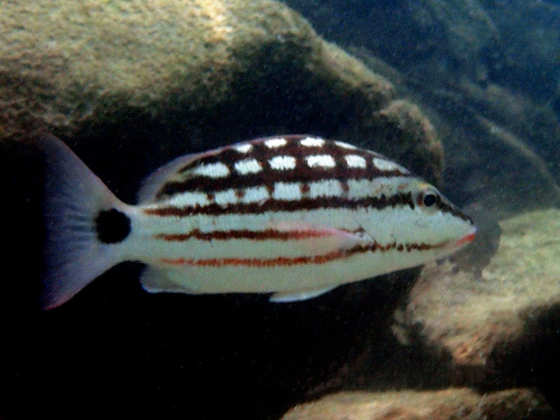 每日一海洋生物照376:《格子鱼》_每日一照_海富瑜