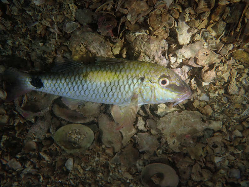 金斑羊鱼、印度羊鱼、Parupeneus indicus_金斑羊鱼_海富瑜
