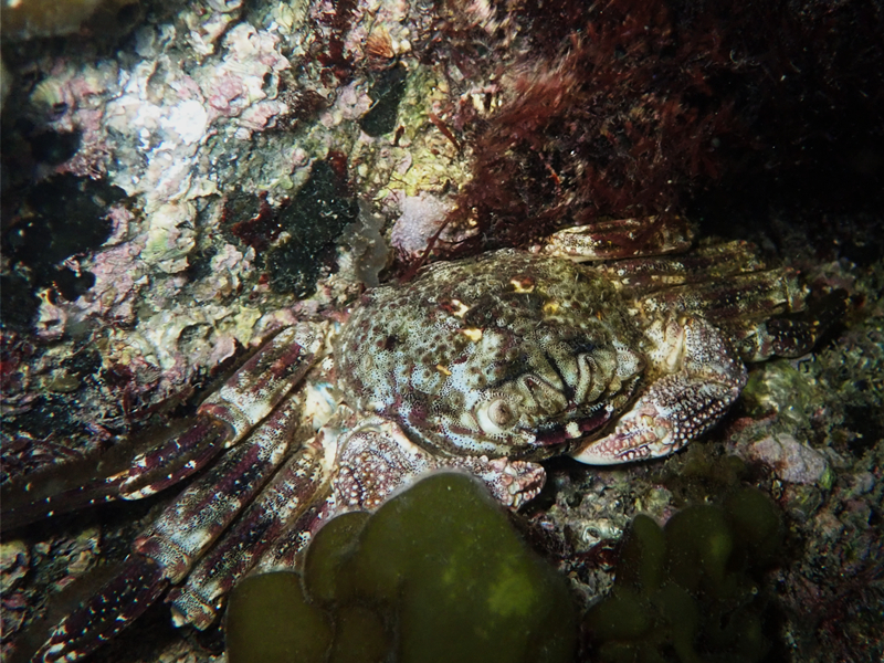白纹方蟹、岩蟹、Grapsus albolineatus_白纹方蟹_海富瑜