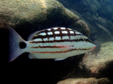 每日一海洋生物照376:《格子鱼》_每日一照_海富瑜