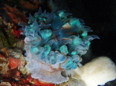 每日一海洋生物照377:《蓝大嘴海葵》_每日一照_海富瑜