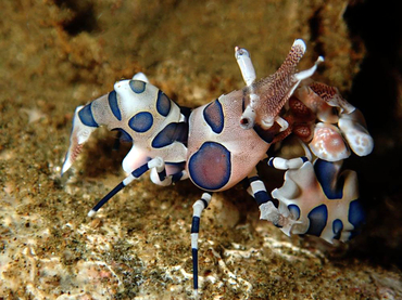 每日一海洋生物照378:《蓝拳击虾》_每日一照_海富瑜