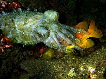 每日一海洋生物照379:小墨鱼抓小鱼_每日一照_海富瑜