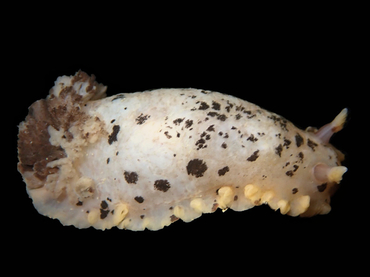 每日一海洋生物照380:《斑点狗》_每日一照_海富瑜