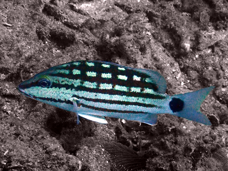 斜带笛鲷、格仔鱼、Lutjanus decussatus_格子笛鲷_海富瑜