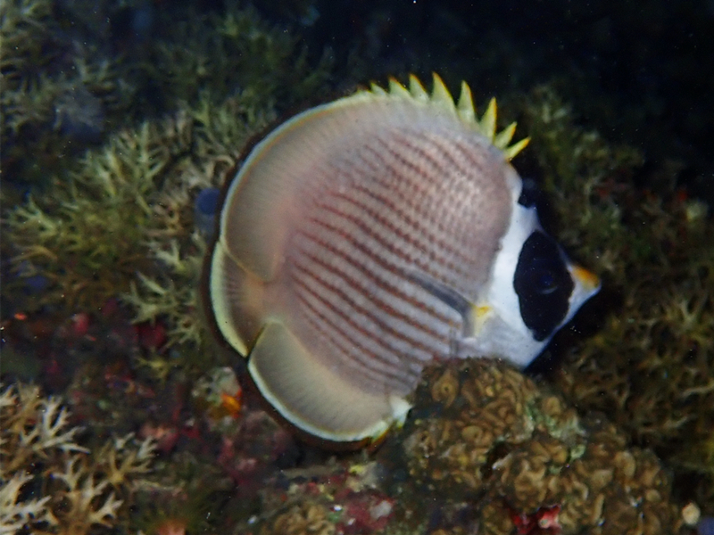熊猫蝶、Chaetodon adiergastos_熊猫蝶_海富瑜