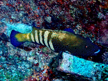 每日一海洋生物照386:《孔雀石斑》_每日一照_海富瑜