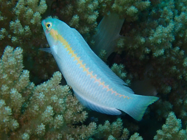 每日一海洋生物照388:《侧带海猪鱼》_每日一照_海富瑜