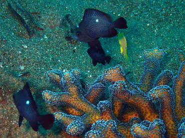 三斑圆雀鲷、Dascyllus trimaculatus_三斑圆雀鲷_海富瑜