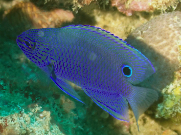 每日一海洋生物照402《海南王子雀鲷》,_每日一照_海富瑜