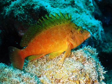 每日一海洋生物照403《金鹰》,_每日一照_海富瑜