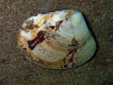 每日一海洋生物照408《沙白》,_每日一照_海富瑜