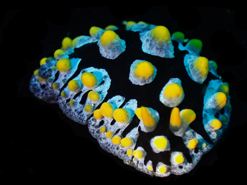 每日一海洋生物照410《赑螌》，_每日一照_海富瑜