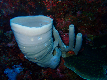 每日一海洋生物照407《烟筒海绵》,_每日一照_海富瑜
