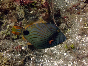 每日一海洋生物照406《环纹炮弹》,_每日一照_海富瑜