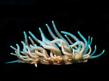 每日一海洋生物照405《银豆芽》,_每日一照_海富瑜