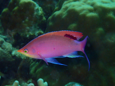 每日一海洋生物照404《尖嘴海金鱼》,_每日一照_海富瑜