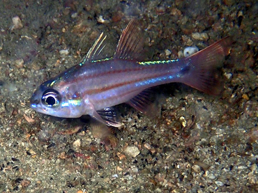 每日一海洋生物照411《四线天竺鲷》,_每日一照_海富瑜