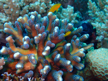 每日一海洋生物照412《白星鹿角》,_每日一照_海富瑜