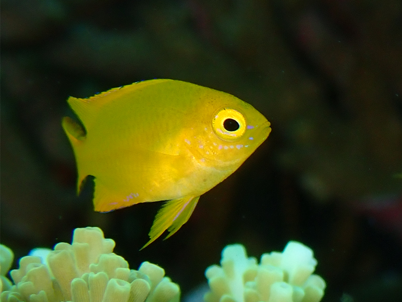 每日一海洋生物照414:《黄魔雀鲷》_每日一照_海富瑜
