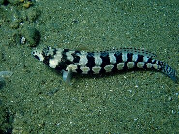 每日一海洋生物照413:《大斑沙丑》_每日一照_海富瑜