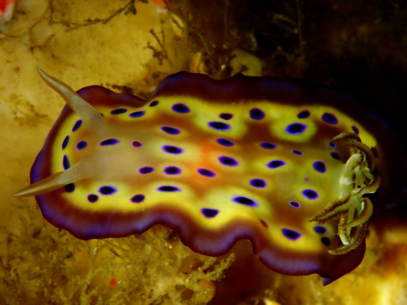 每日一海洋生物照415:《百眼》_每日一照_海富瑜