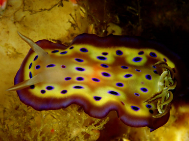 每日一海洋生物照415:《百眼》_每日一照_海富瑜