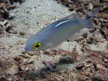 每日一海洋生物照416:《黄眼金线鱼》,_每日一照_海富瑜