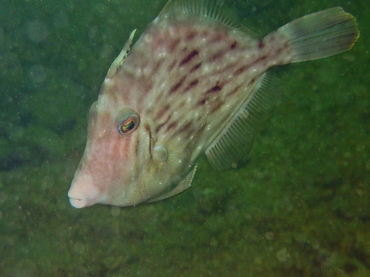 每日一海洋生物照418:《黑斑灰沙鯭》_每日一照_海富瑜