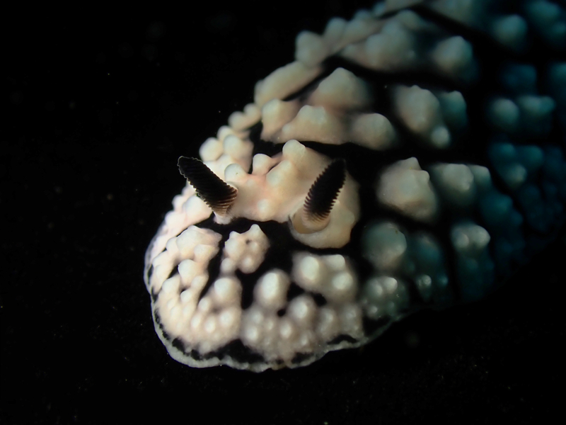 每日一海洋生物照420:《痘痘》_每日一照_海富瑜