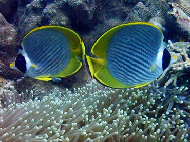每日一海洋生物照421:《熊猫蝶》_每日一照_海富瑜