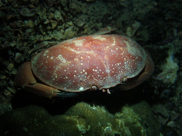 每日一海洋生物照422:《面包蟹》_每日一照_海富瑜