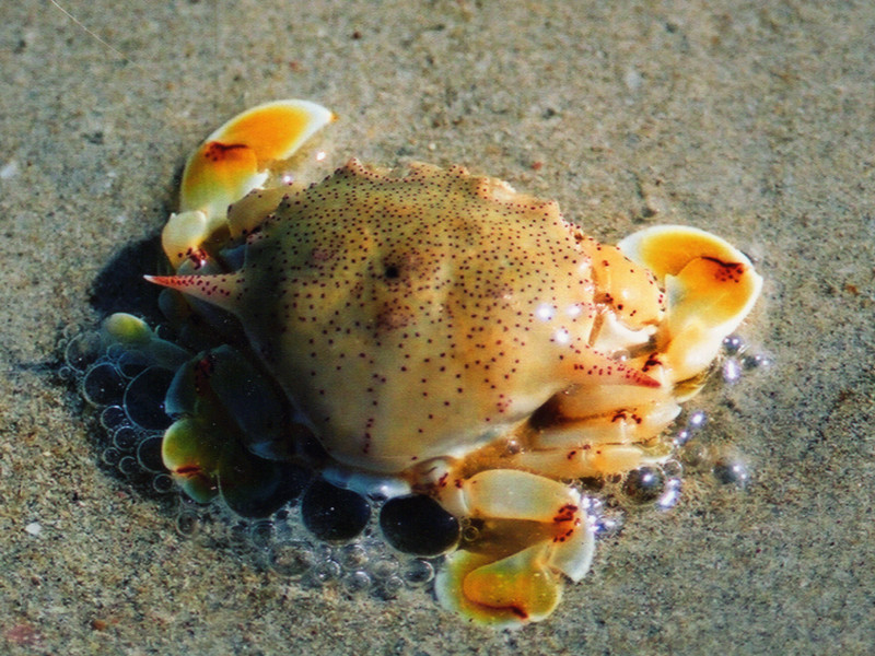 每日一海洋生物照424:《胜利黎明蟹》_每日一照_海富瑜