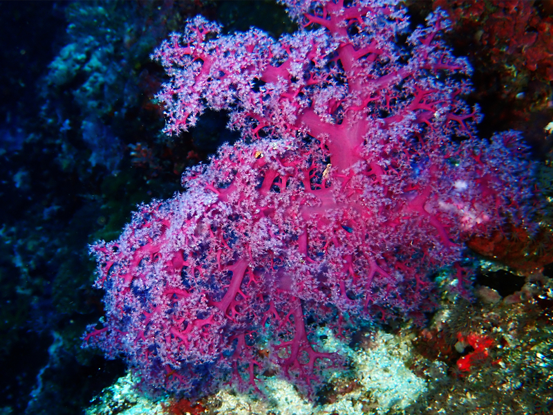 每日一海洋生物照423:《粉胭红玉珊瑚》_每日一照_海富瑜