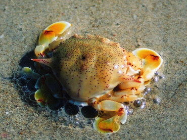 每日一海洋生物照424:《胜利黎明蟹》_每日一照_海富瑜