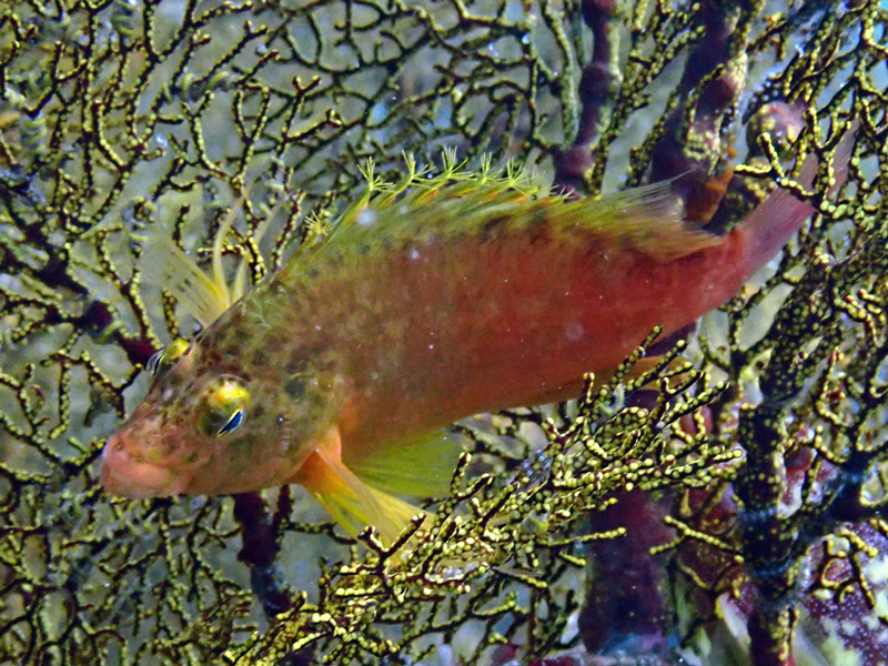金䱵、金鹰鱼、Cirrhitichthys aureus_金鹰鱼_海富瑜